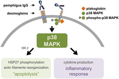 Crosstalk between Signaling Pathways in Pemphigus: A Role for Endoplasmic Reticulum Stress in p38 Mitogen-Activated Protein Kinase Activation?
